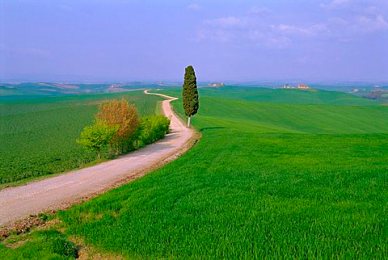 Narrow road through countryside near Siena, Tuscany, Italy